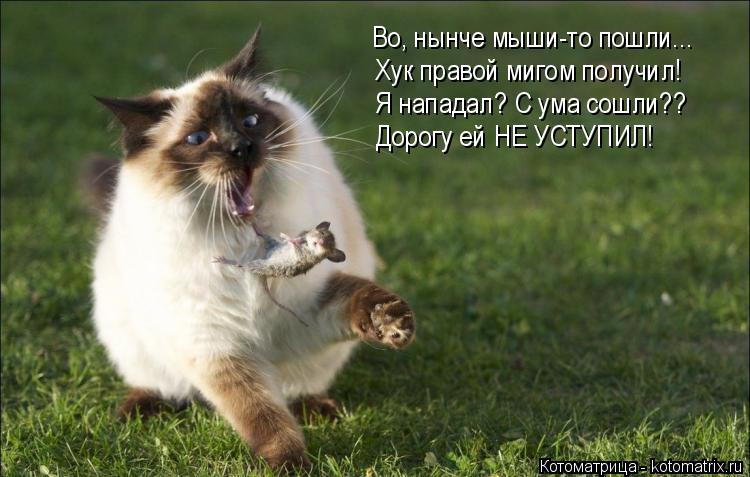 Котоматрица: Во, нынче мыши-то пошли... Хук правой мигом получил! Я нападал? С ума сошли?? Дорогу ей НЕ УСТУПИЛ!
