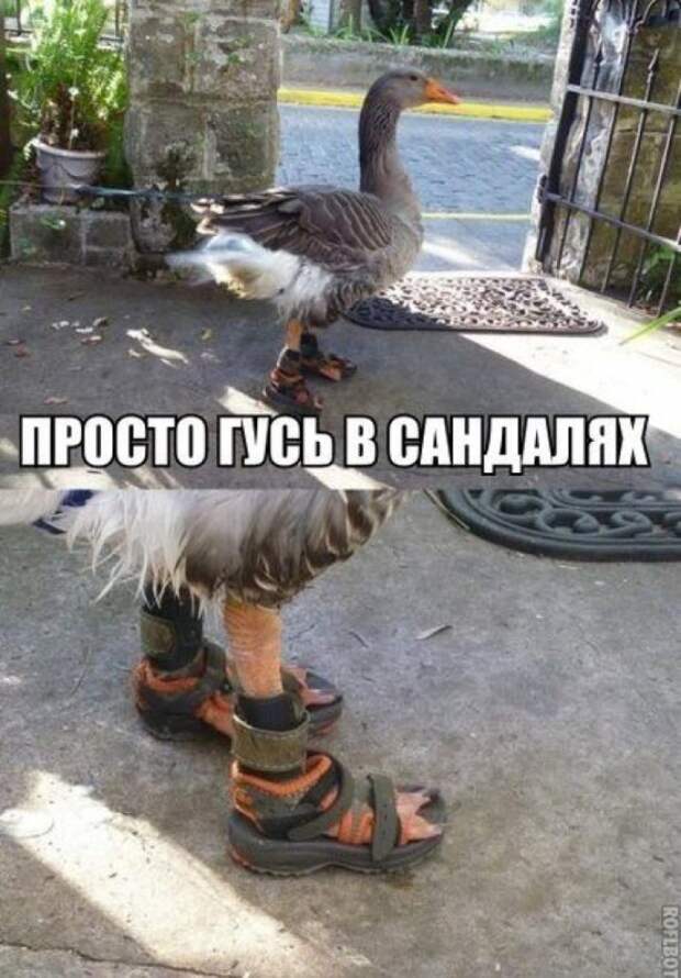 фото вызывающие приступы смеха 