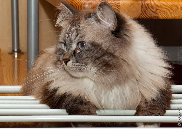 сибирский кот