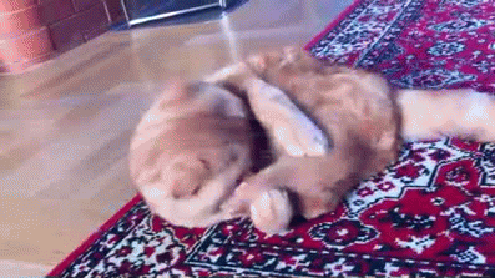 Гифки с животными 101