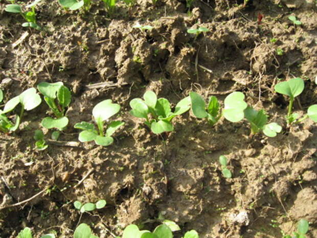 Редиска в огороде. Редиска растут на грядке. Редиска на грядке. Редис на грядке. Когда высаживать редис в открытый грунт.