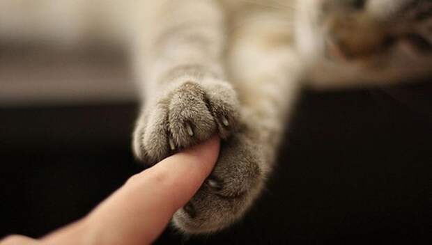 Несколько способов использования котов в хозяйстве: И всегда пожмет Вам руку.