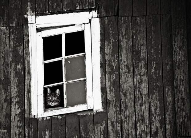 меланхоличные коты ждут хозяина у окна (21)