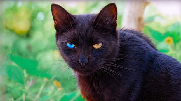 Чёрное суеверие