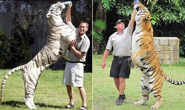 большой тигр, огромный тигр, тигр на задних лапах - Интересные факты о тиграх