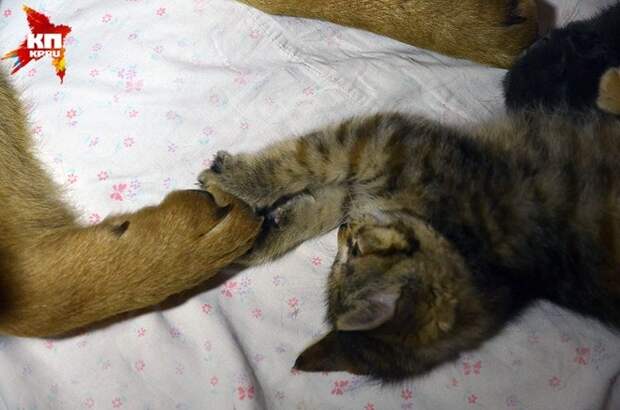 собака выкормила котят, в новосибирске собака кормила котят
