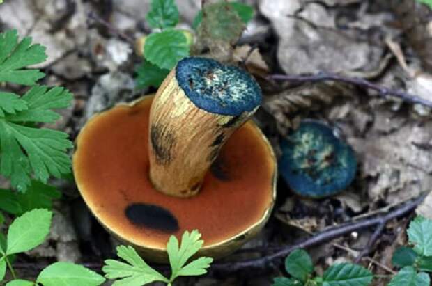99% из всех грибников не возьмут в свое лукошко этот гриб. А зря…