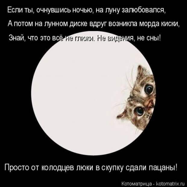 Свежая котоматрица на Бугаге (34 фото)