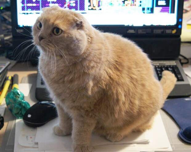 кошка мешает читать