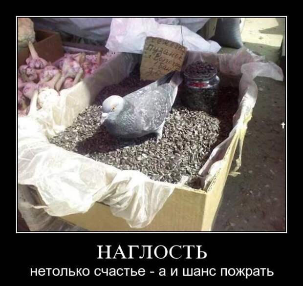 Демотиваторы (30 фото)