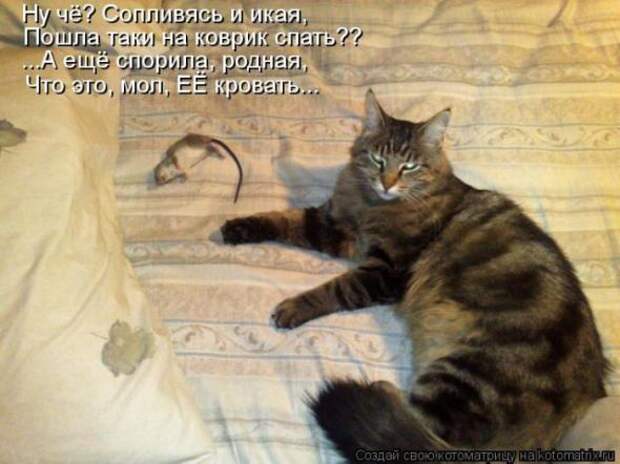 Котоматрицы (картинки с надписями)