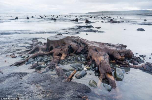 Штормы раскопали лес, которому 5000 лет интересное, лес, пляж