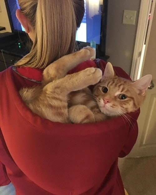 20 отдыхающих кошек, которые везде чувствуют себя как дома