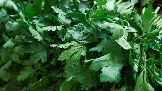 Эксперты рассказали, можно ли тепличную зелень считать «химической»