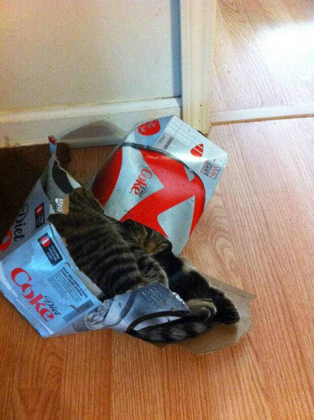 кошка в коробке