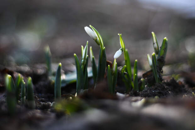 Специалист Самойлов призвал россиян перестать срывать первоцветы