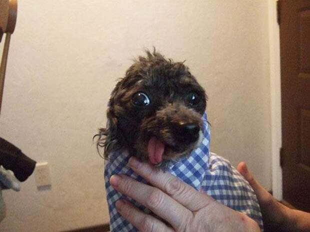 пёс с языком наружу