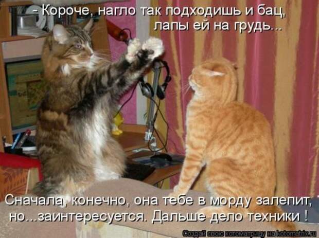 Котоматрица