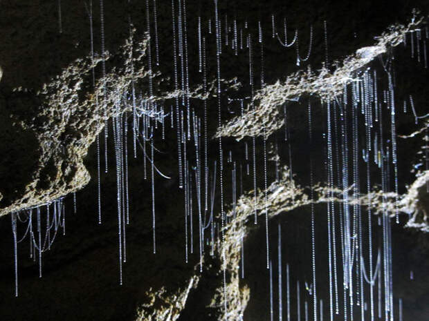 waitomo-glowworm-caves-new-zealand-9