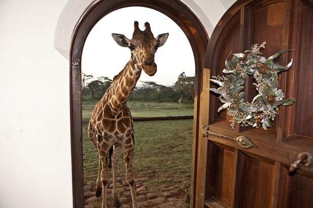 Завтрак с жирафами в необычном отеле Giraffe Manor, Кения. Фото