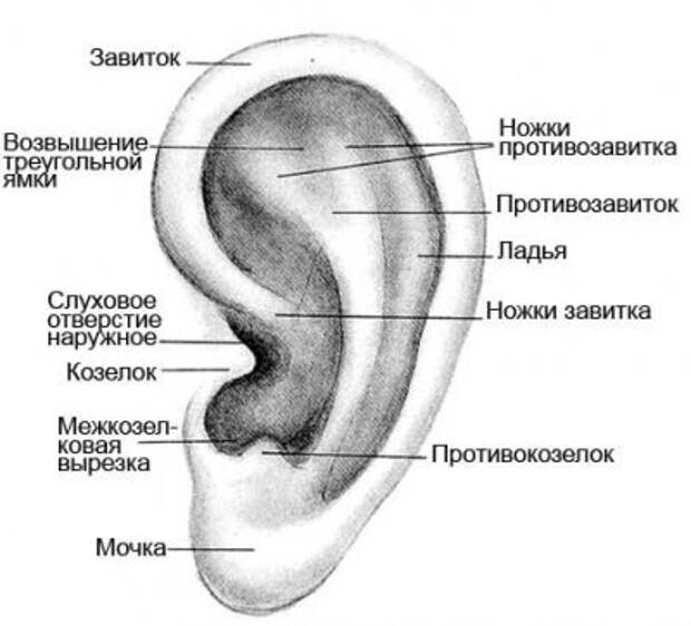 Как улучшить слух: полезные советы