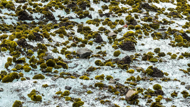 Ледниковые мыши: что это за существа и почему они катятся по ледникам