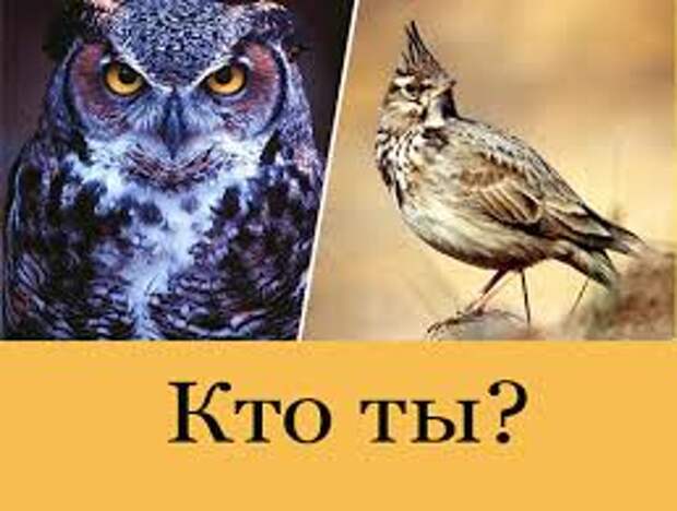 Вы сова или жаворонок?
