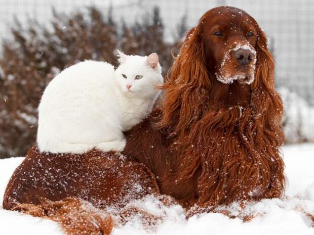 Кошка с собакой