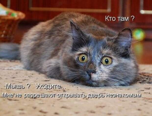 Котоматрицы: Мысли вслух