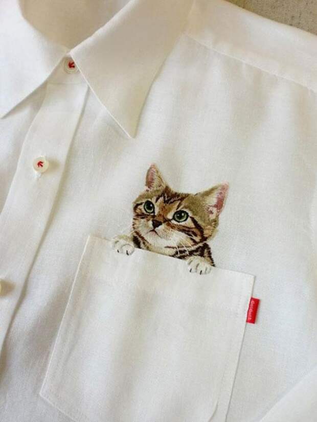милые котики в карманах