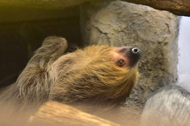 В Новосибирском зоопарке впервые родился двупалый ленивец