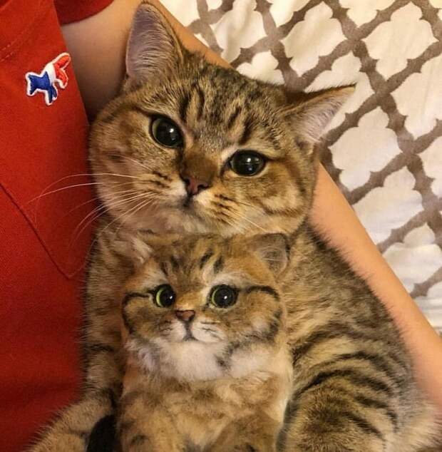Забавные и милые животные заряжают позитивом