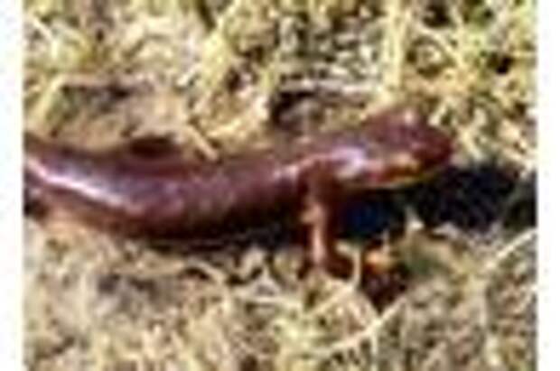 There are only three species of newts in the Taricha genus.