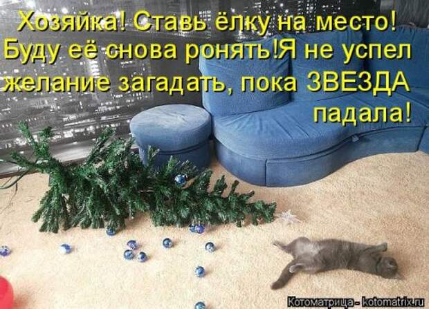 Свежая котоматрица на Бугаге (27 фото)