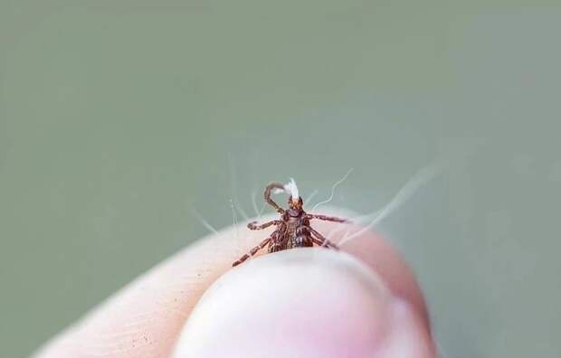 В Роспотребнадзоре рассказали, что энцефалитом можно заразиться без укуса клеща