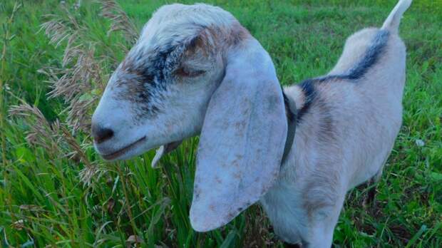 Разведение нубийских коз: особенности содержания и продуктивность