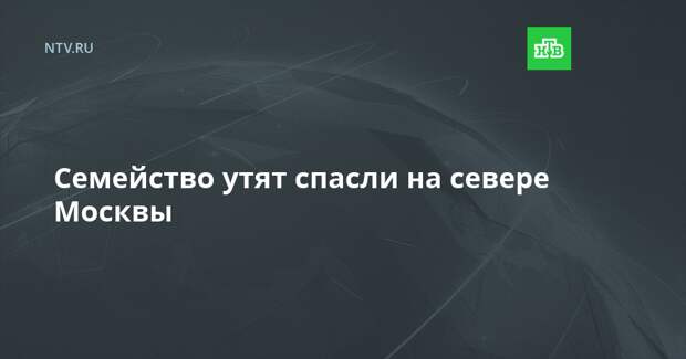 Семейство утят спасли на севере Москвы