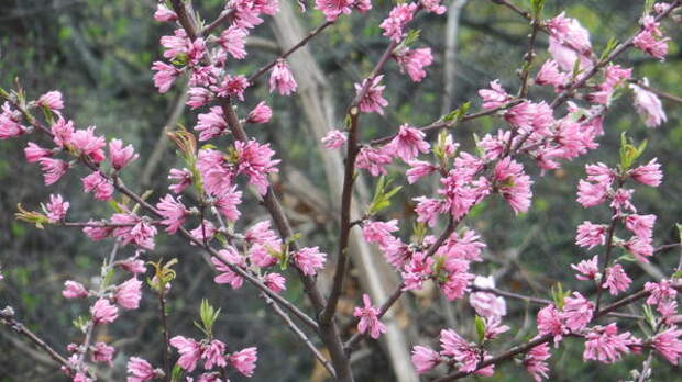 Декоративный персик с хризантемными цветками