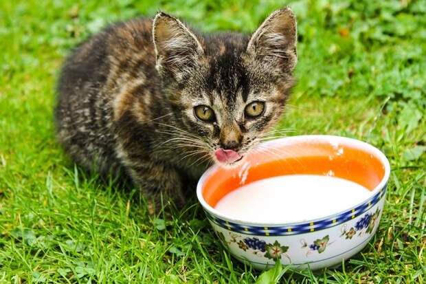 Заблуждение всех кошатников: почему котят опасно кормить молоком
