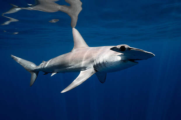 underwater-animal-photography-by-jorge-cervera-hauser-15