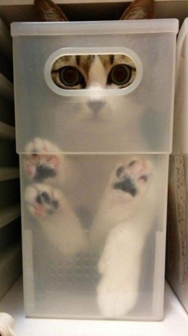 кошки в контейнерах