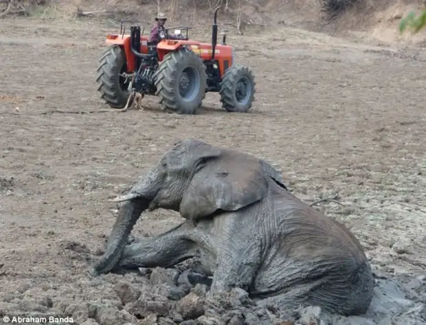 Спасение слонов животные, интересное