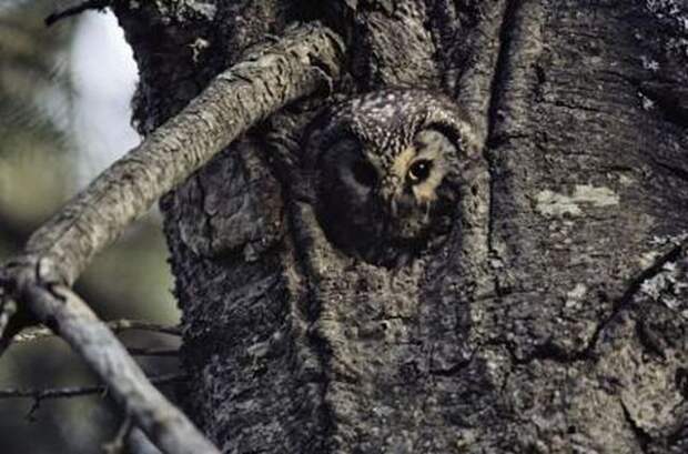 camouflaged_animals_6