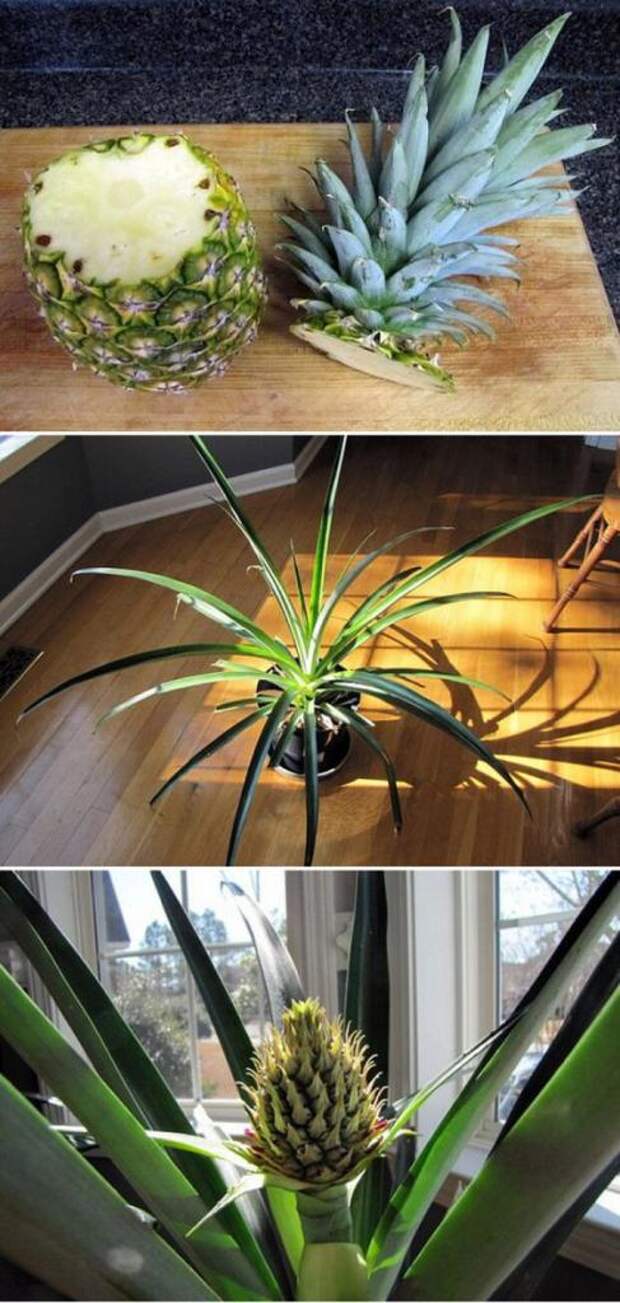 Декоративный ананас в домашних условиях