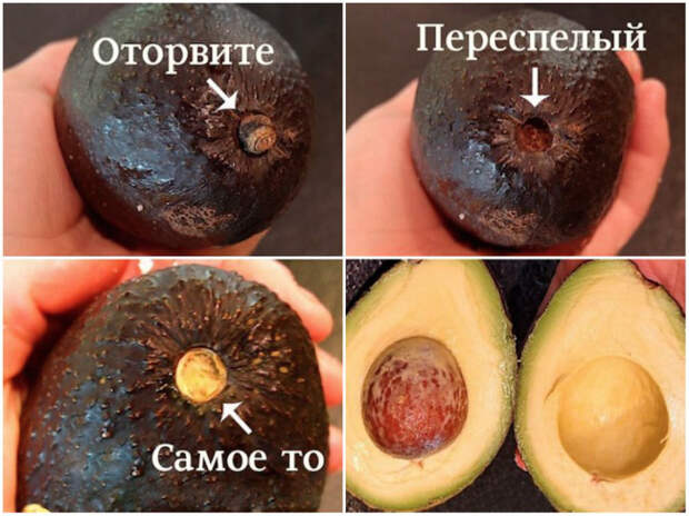 как выбирать авокадо