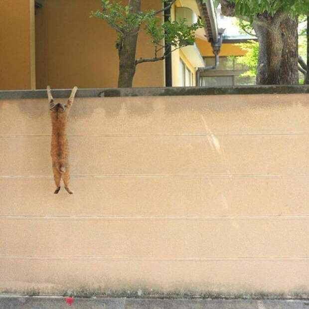 Забавные коты. часть 14 (30 фото)