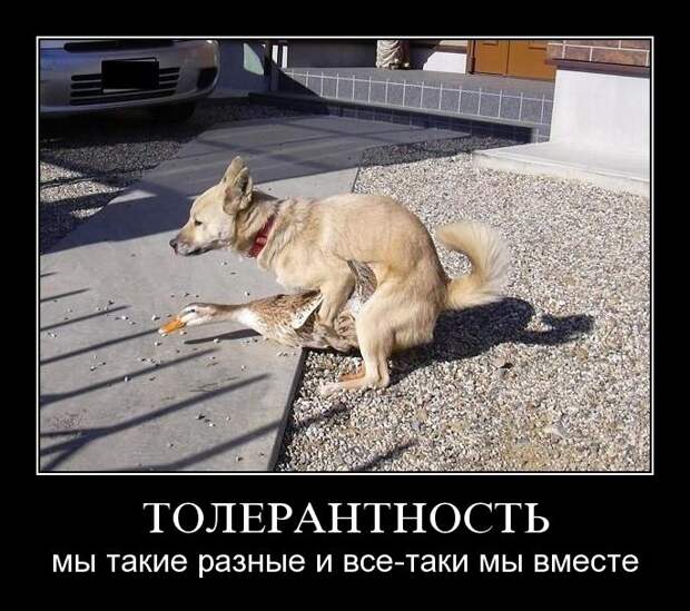 Демотиваторы (107 фото)