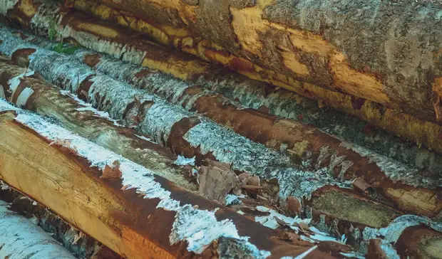 «А нам голые сопки»: Как санкции изменили лесопромышленность в Приморье