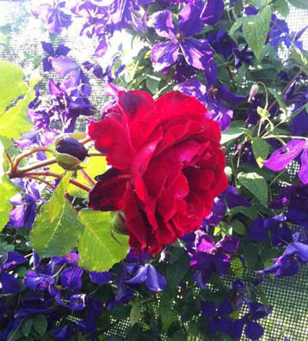 Розы и клематис Красивый сад