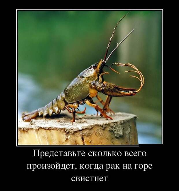 Демотиваторы (30 фото)